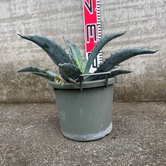 アガベ アメリカーナ④の画像