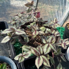 観葉植物 トラディスカンティアの画像