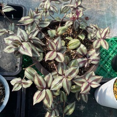 観葉植物 トラディスカンティアの画像
