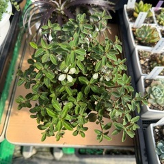 観葉植物 ペペロミア ルベラの画像