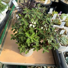 観葉植物 ペペロミア ルベラの画像