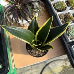 観葉植物 サンスベリア ローレンティの画像