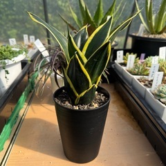 観葉植物 サンスベリア ローレンティの画像