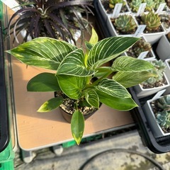 観葉植物 フィロデンドロン バーキンの画像