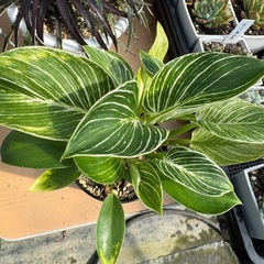 観葉植物 フィロデンドロン バーキンの画像