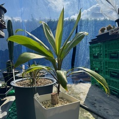 観葉植物 ドラセナの画像