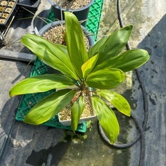 観葉植物 ドラセナの画像