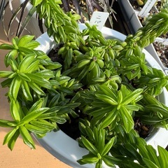 観葉植物 ペペロミア ニパドラの画像