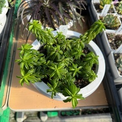 観葉植物 ペペロミア ニパドラの画像