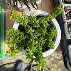 観葉植物 ペペロミア ニパドラの画像