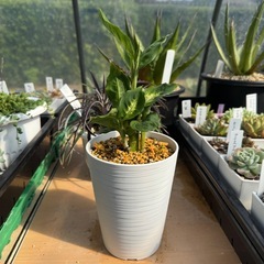 観葉植物 ディフェンバキアの画像