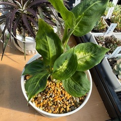 観葉植物 ディフェンバキアの画像