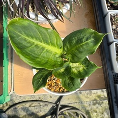 観葉植物 ディフェンバキアの画像