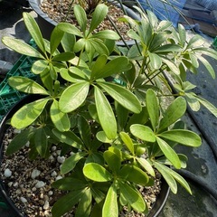 観葉植物 カポック ３株の画像