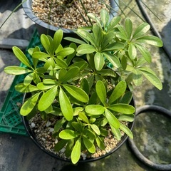 観葉植物 カポック ３株の画像