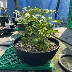 観葉植物 カポック ３株の画像
