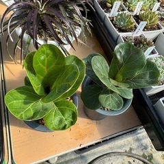 観葉植物 カシワバゴムノキ ２株ありますの画像