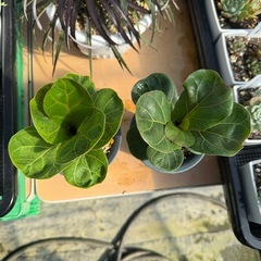 観葉植物 カシワバゴムノキ ２株ありますの画像