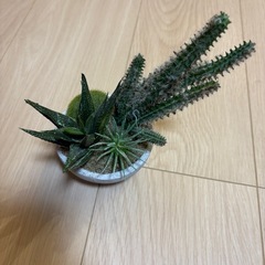 フェイクグリーン　観葉植物　サボテン　多肉植物の画像