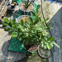観葉植物 カジュマル 大きめの画像