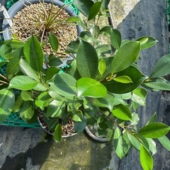 観葉植物 カジュマル 大きめの画像