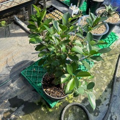 観葉植物 カジュマル 大きめの画像