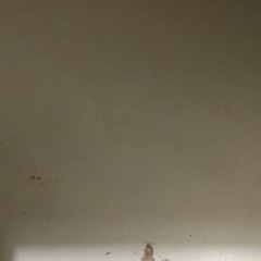 シューズボックス
の画像