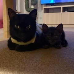 仲良し真っ黒黒親子🐈‍⬛✨ − 東京都