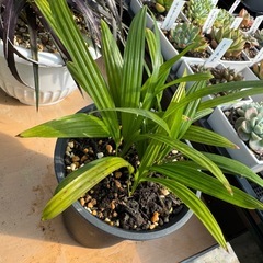 観葉植物 シュロチクの画像