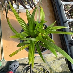観葉植物 シュロチクの画像