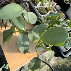 観葉植物 フィロデンドロン シルバーメタルの画像