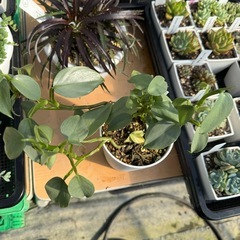 観葉植物 フィロデンドロン シルバーメタルの画像