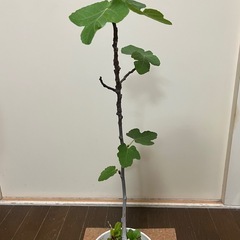 いちじくの木✖️2の画像