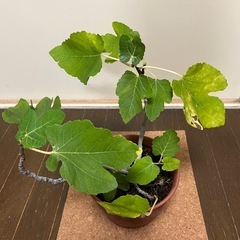 いちじくの木✖️2の画像