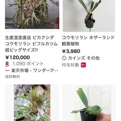 観葉植物　ビカクシダ　コウモリランの画像