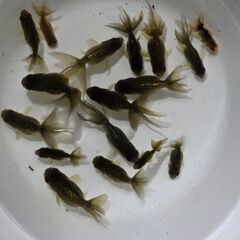 津軽錦🐟の画像