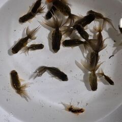 津軽錦🐟の画像