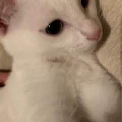 子猫　白　メス