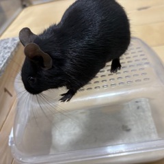 デグー二匹