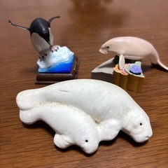イルカ他の画像