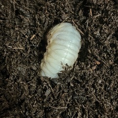 国産カブトムシ幼虫の画像