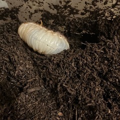 国産カブトムシ幼虫の画像