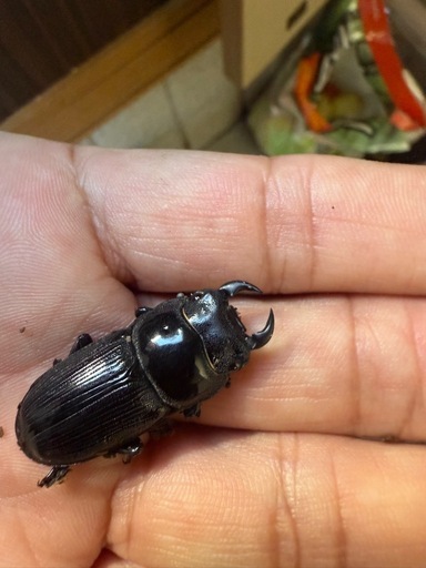 国際オオクワガタ ♂♀