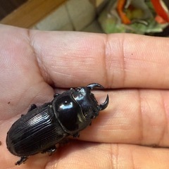 国際オオクワガタ ♂♀の画像