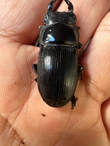 国際オオクワガタ ♂♀