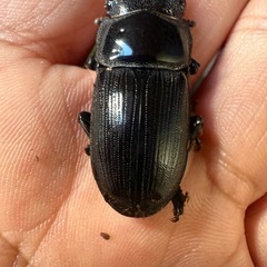 国際オオクワガタ ♂♀の画像