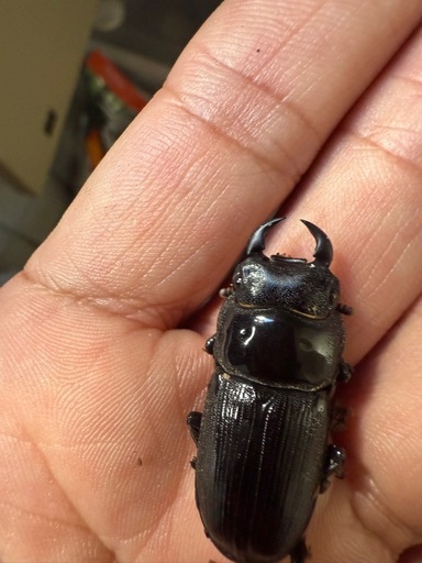 国際オオクワガタ ♂♀