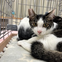 白キジ　子猫　ナデナデ、抱っこ好き