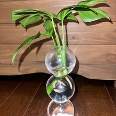 観葉植物　ヒメモンステラ　みずさし水差しの画像
