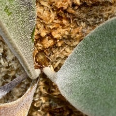 【観葉植物】ビカクシダ ベイチーレモイネイ (P. veitchii cv Lemoinei)の画像
